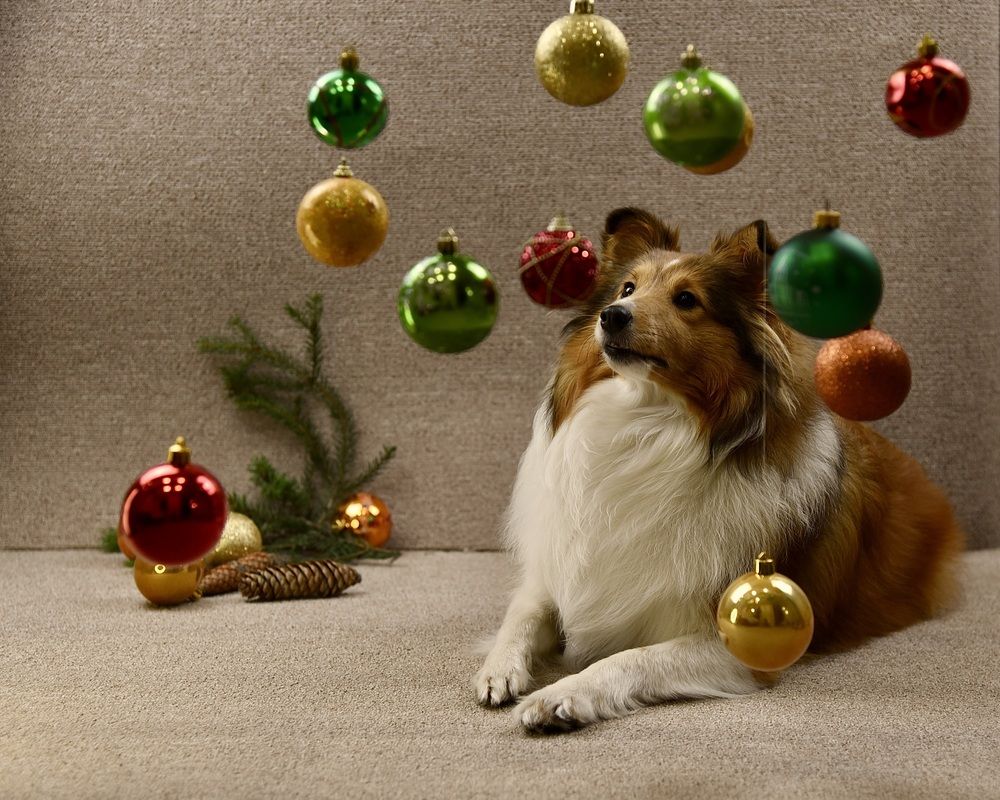 В ожидании праздника