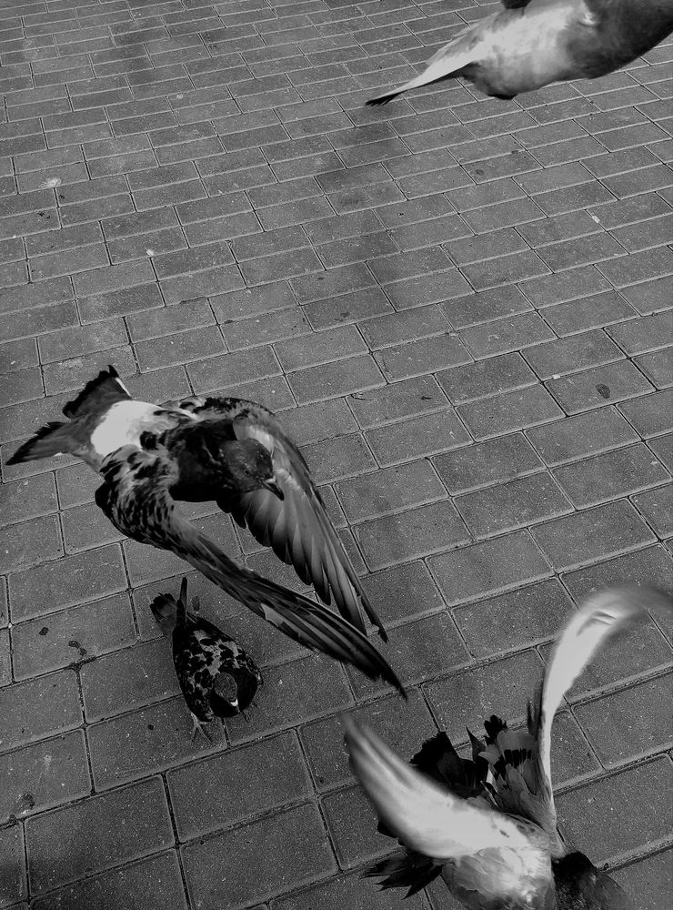 Photograph by Надежда Виденина