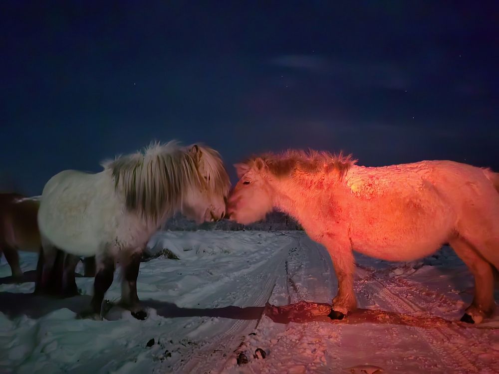Photo #13020312