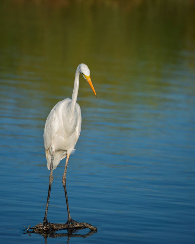 Photograph by Марина Ческис