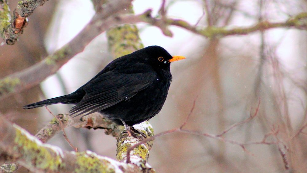 Photograph by Алексей Макаров