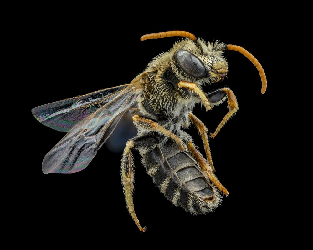 Ligated Furrow Bee