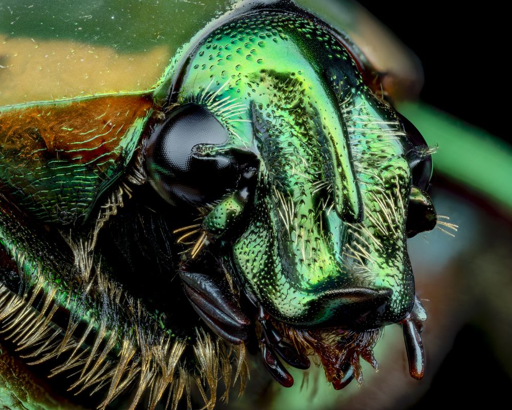 Common Green June Beetle