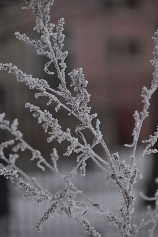 Photograph by Elvira