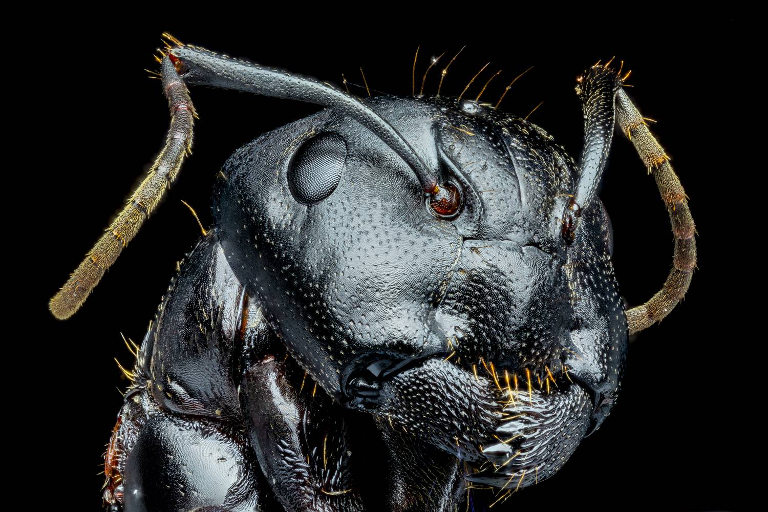 Eastern Black Carpenter Ant