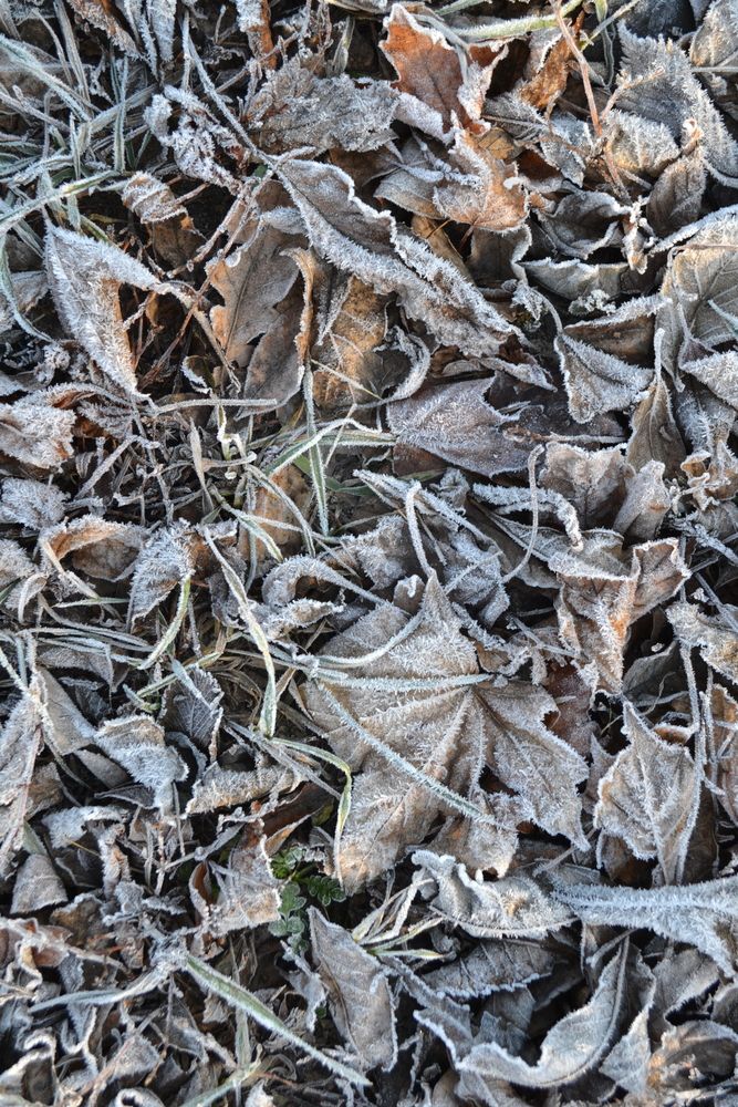 Иней на сухих листочках.