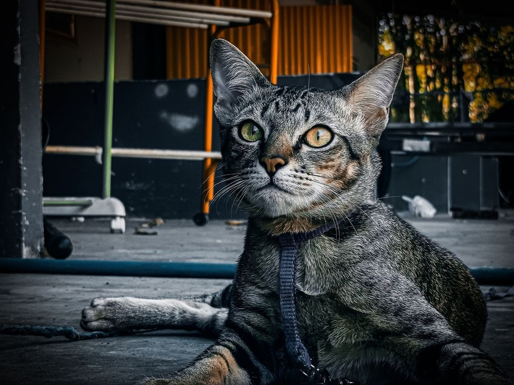 Soulful Stare