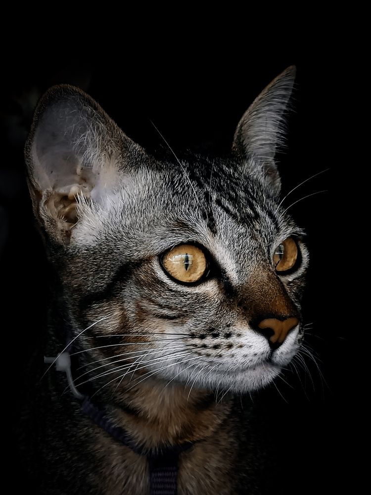 Golden Gaze