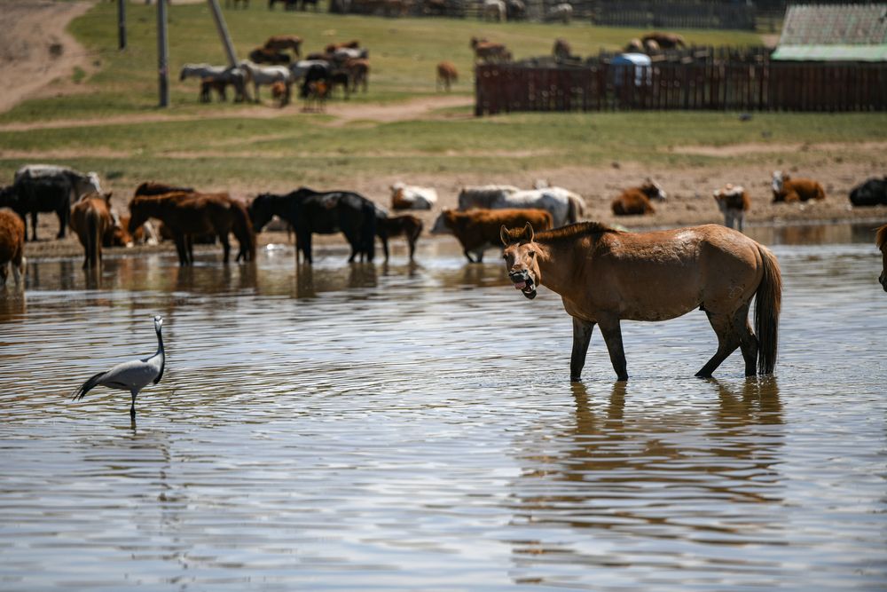 Photograph by Enkhjargal Sugarjav