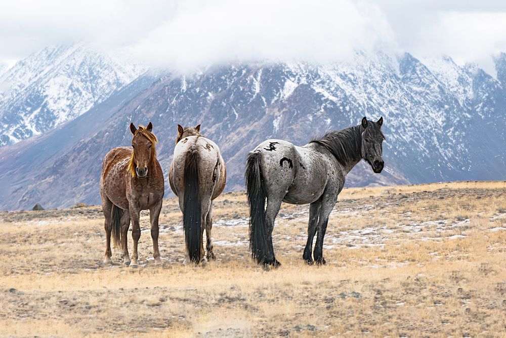 Фотография автора Елена Павлова