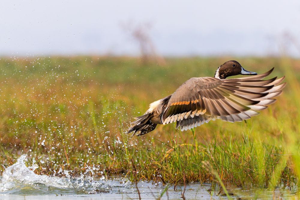 Photograph by RINI GHOSH