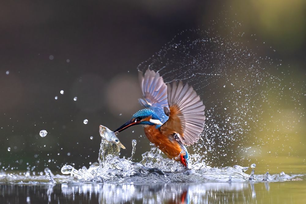 Фотография автора nitin jain