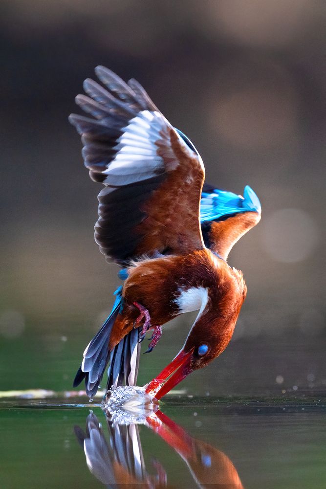 Фотография автора nitin jain