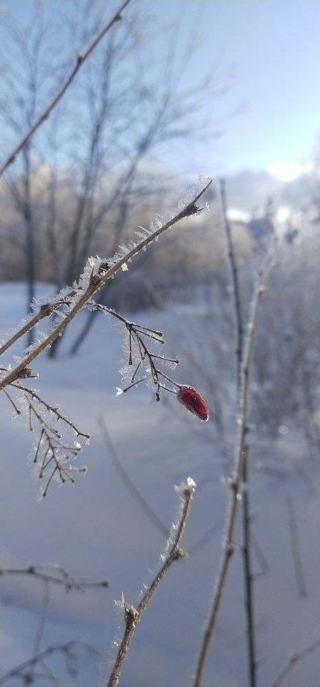 Photo #13021908
