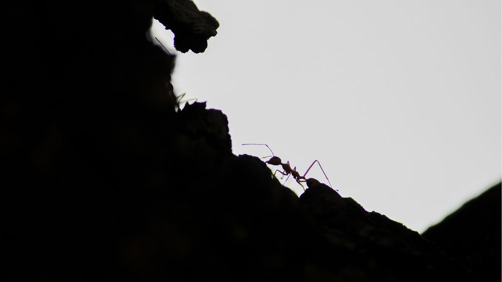 A journey under the shadows