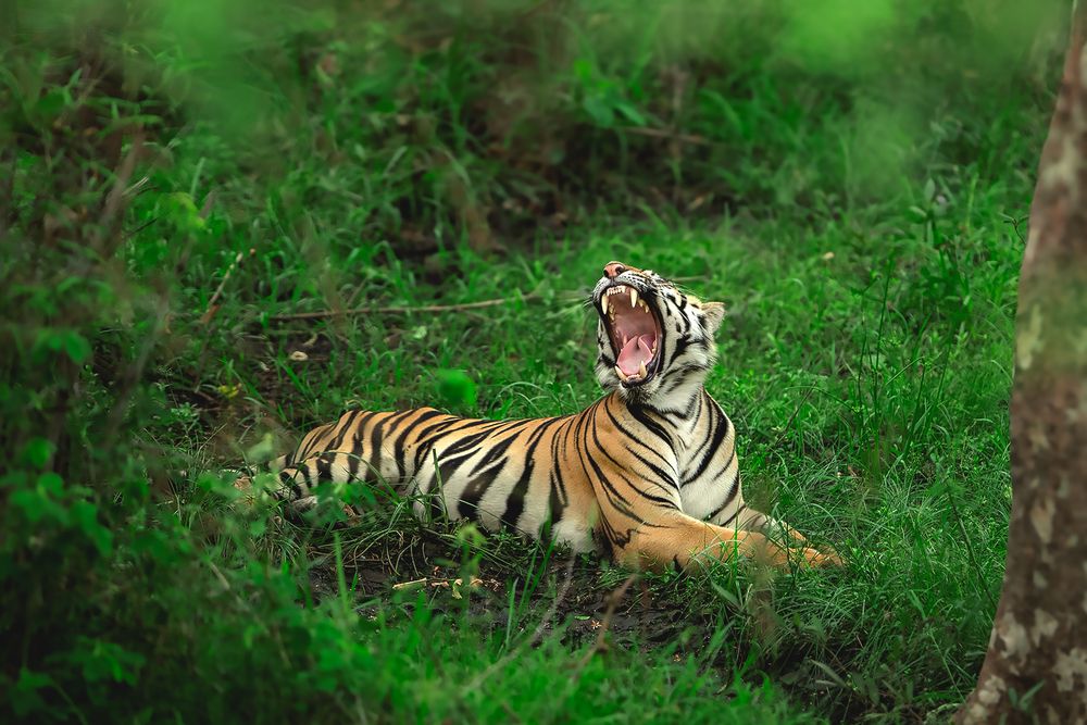 Photograph by Neeraj Gade