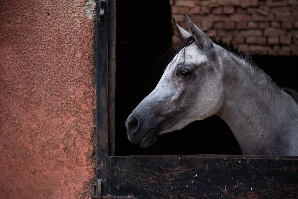 Фотография автора Moataz Helmy