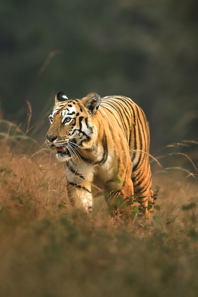 Photograph by Neeraj Gade
