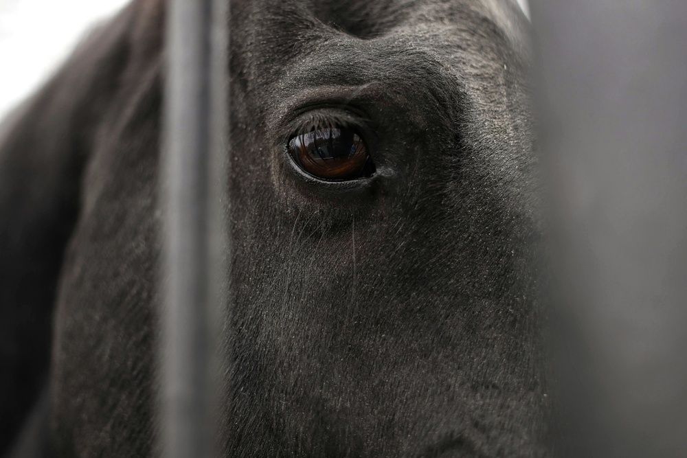 Фотография автора Елена Кириллова