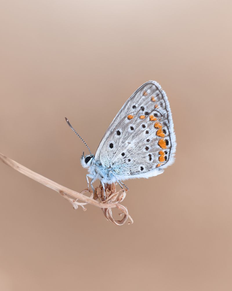 Lycaenidae