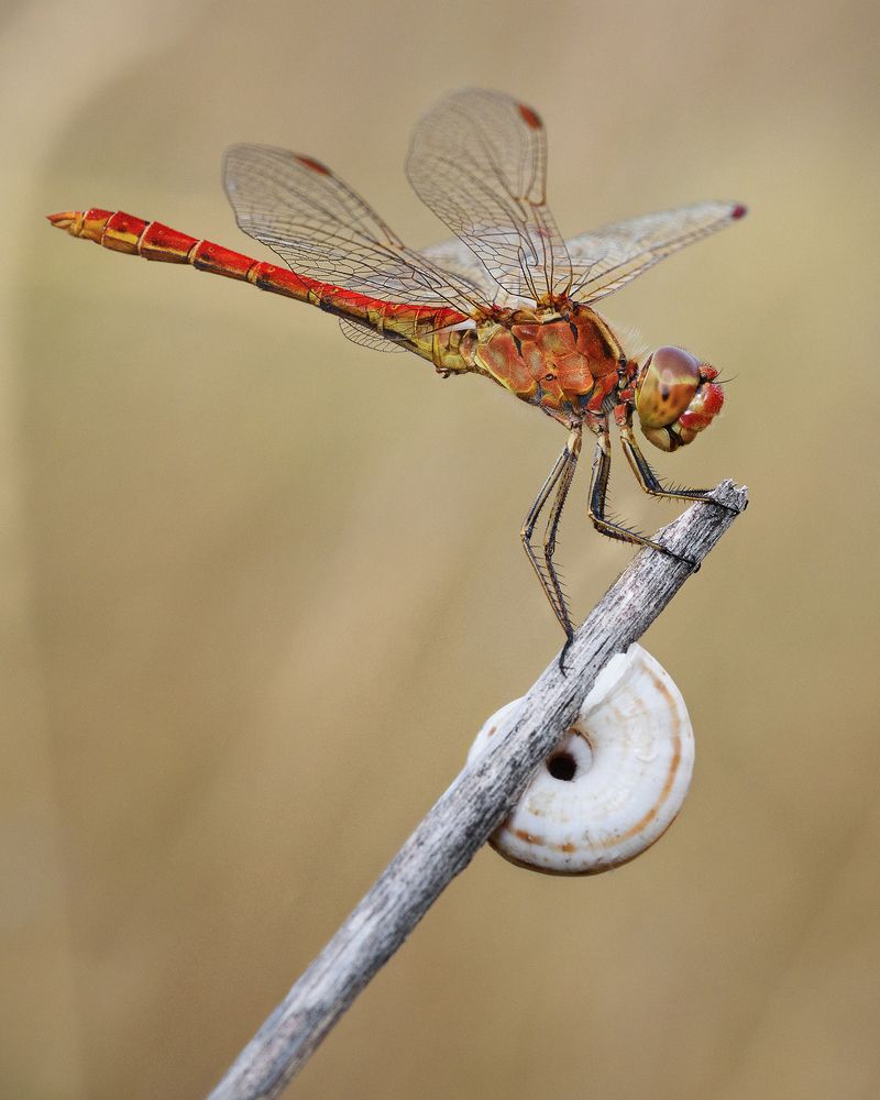 DRAGONFLY