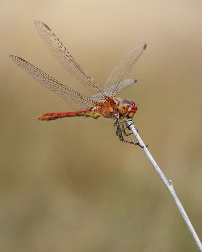DRAGONFLY