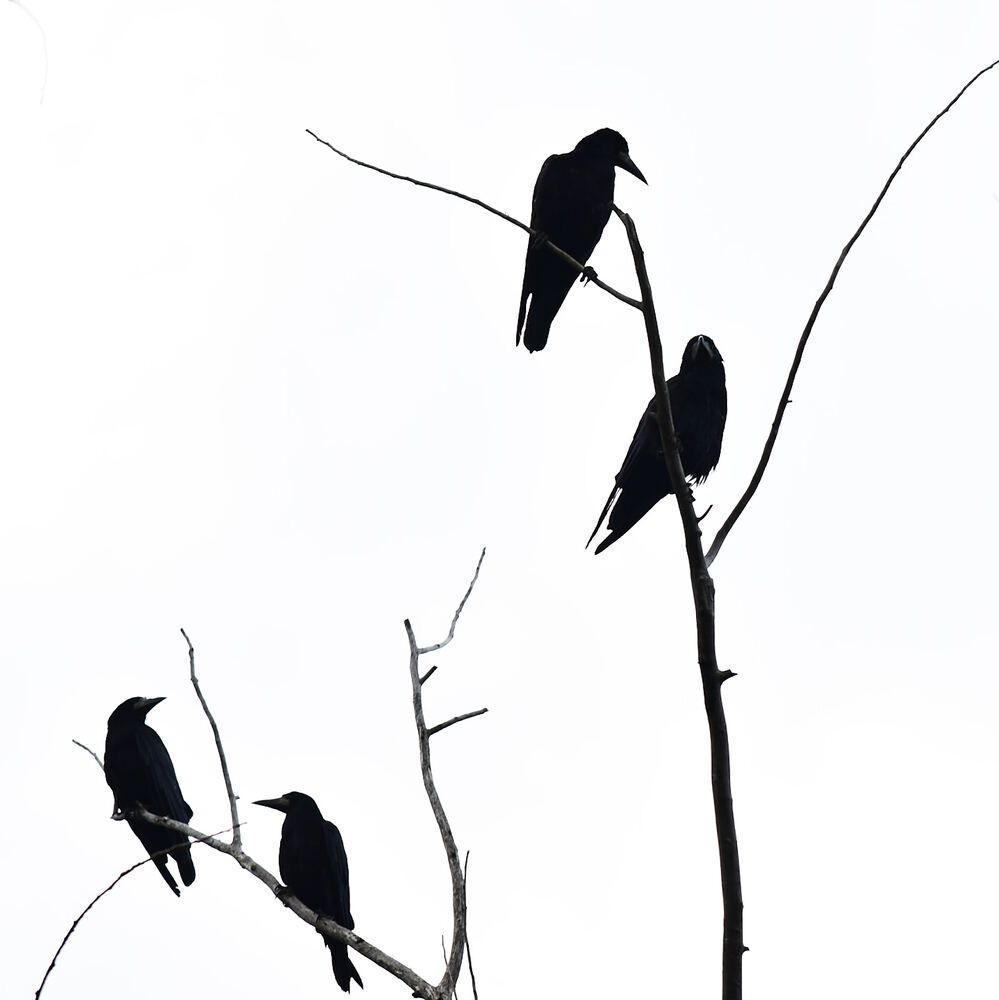 Photograph by Лариса Стрекулева