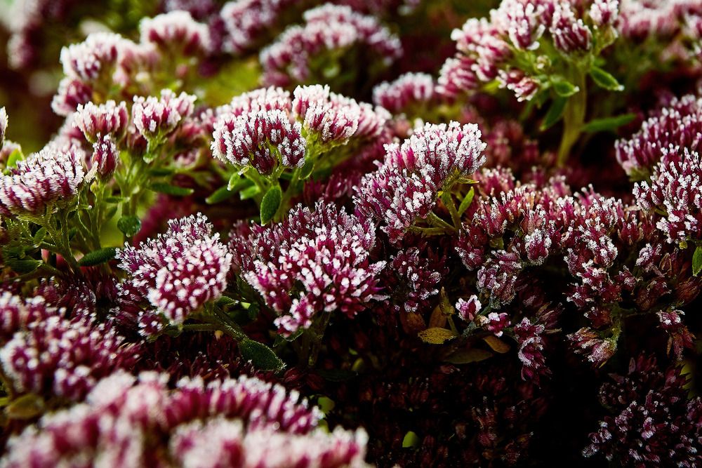 Фотография автора TOTORO