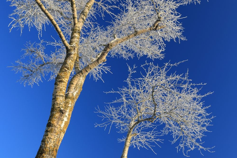 Зимние узоры