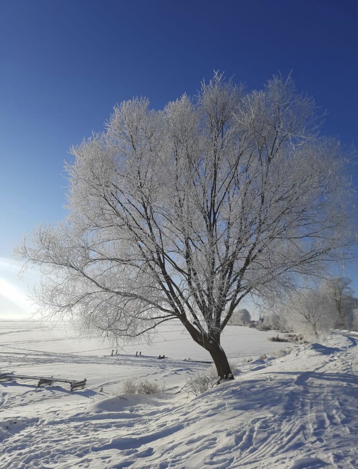 Photo #13022821