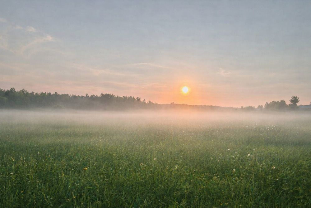 Morning mist over the meadow