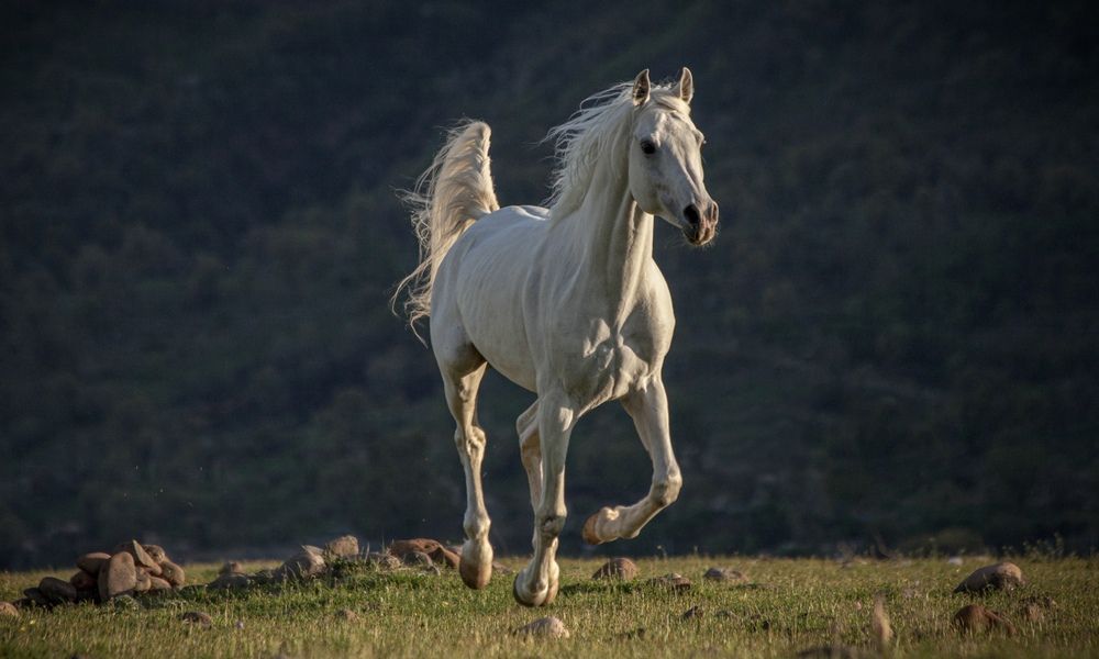 Photograph by Armin Abdehou