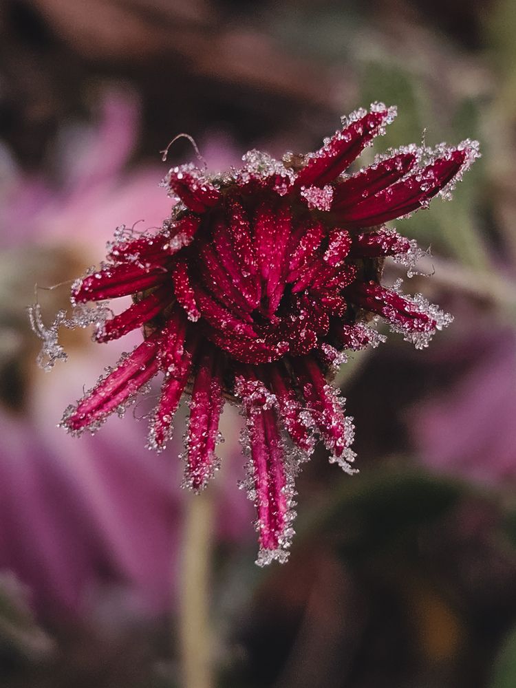 Photograph by Кристина Альшанская