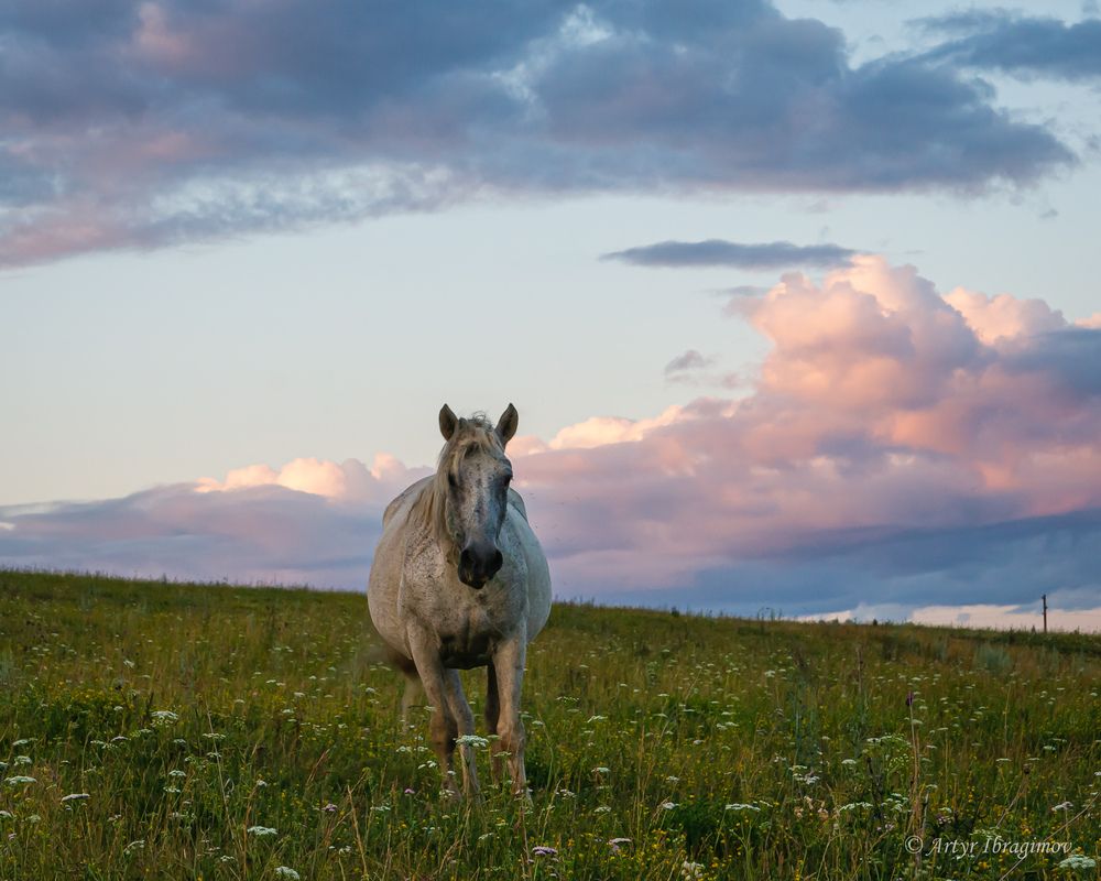 Без всадника