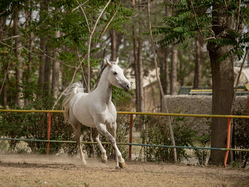 Photograph by shahla kalantary