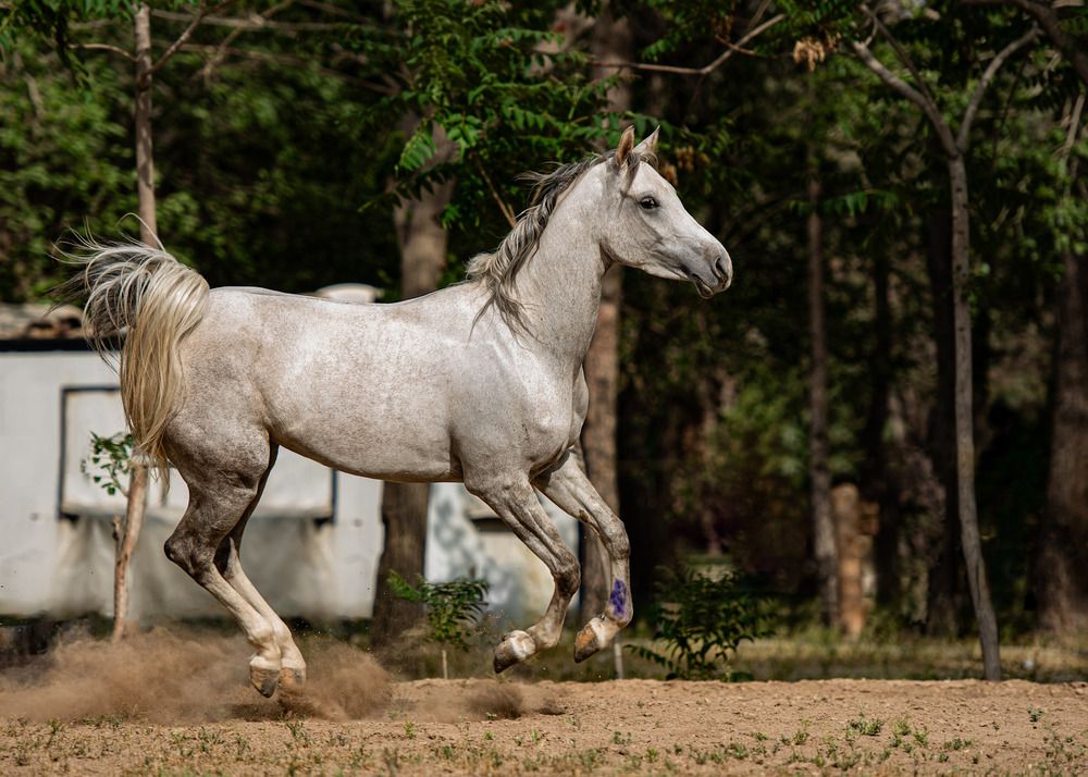 Photograph by shahla kalantary