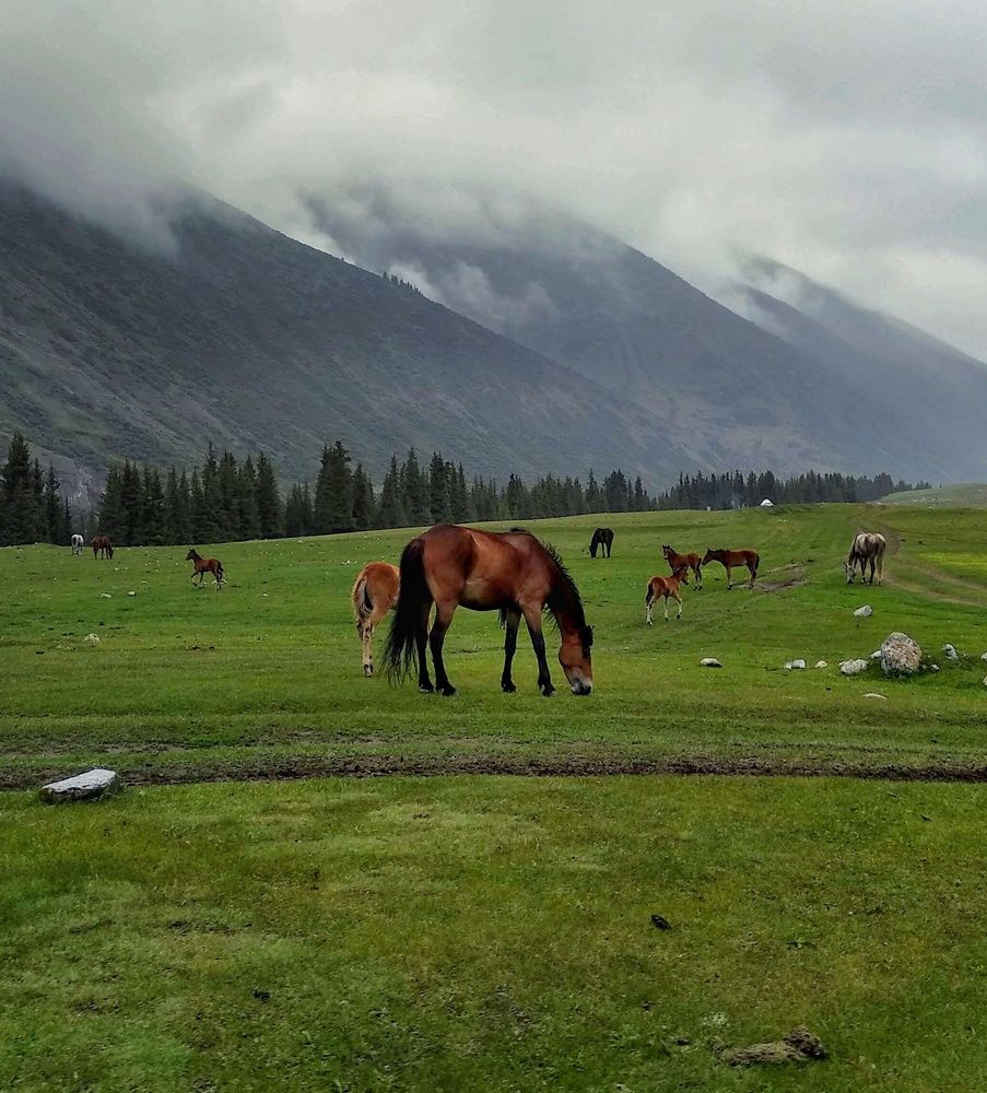 Photograph by Орынбек Асилбаев