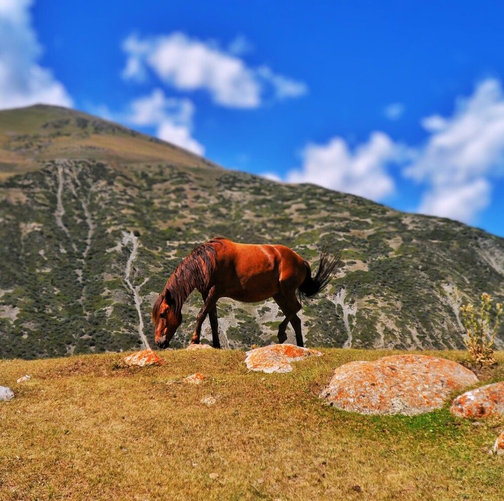 Photograph by Орынбек Асилбаев