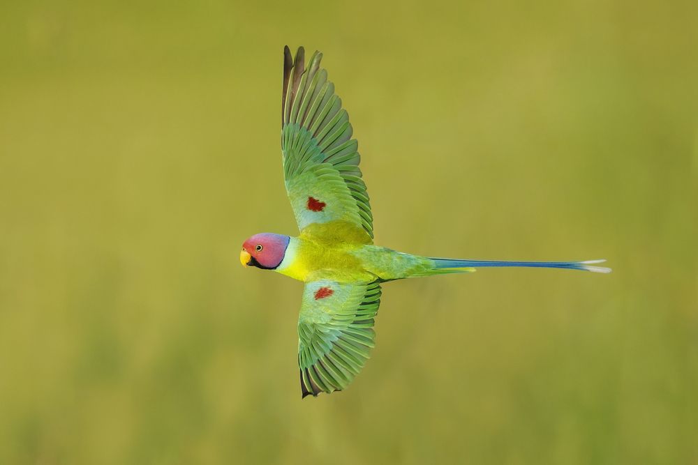 A Brushstroke of Flight