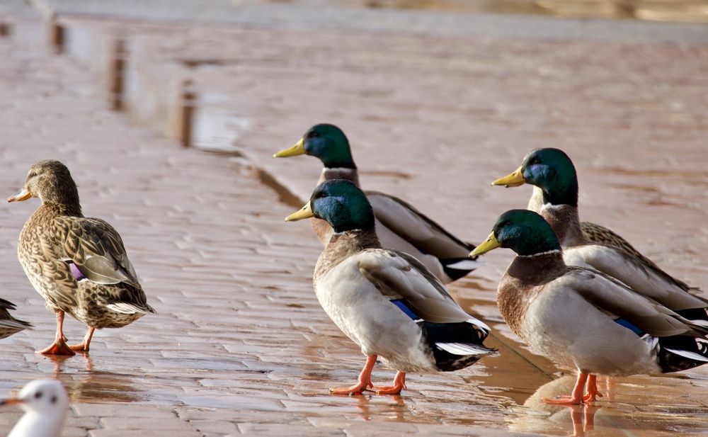 «Кавалеры»
