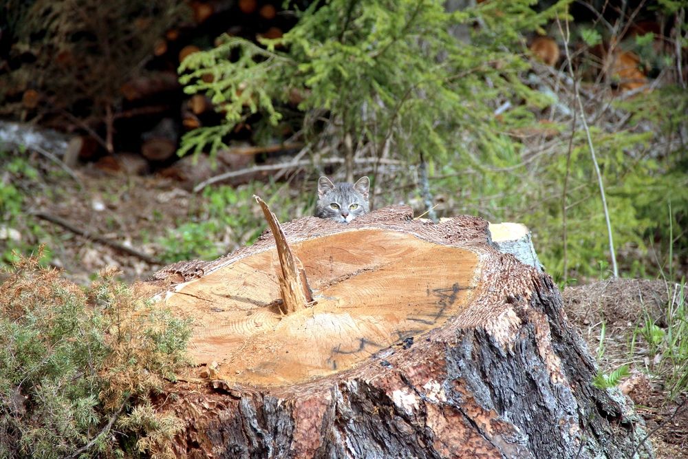 Photograph by Валентина