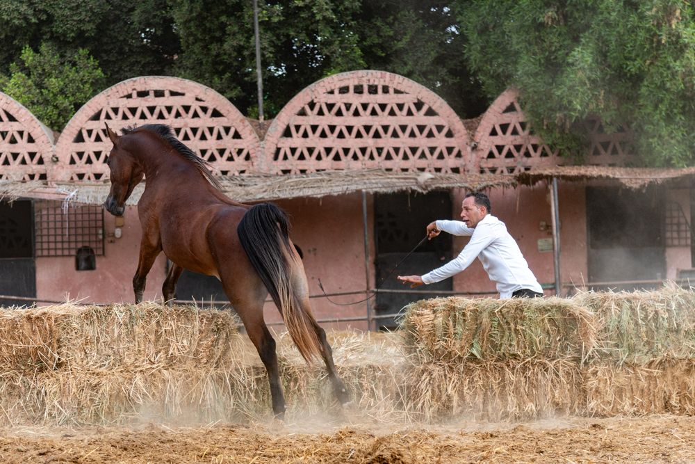 Фотография автора Moataz Helmy