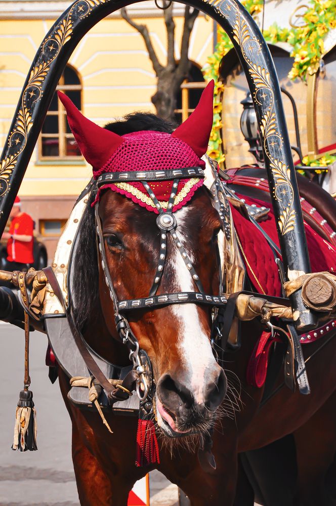 Фотография автора Елизавета Синицына