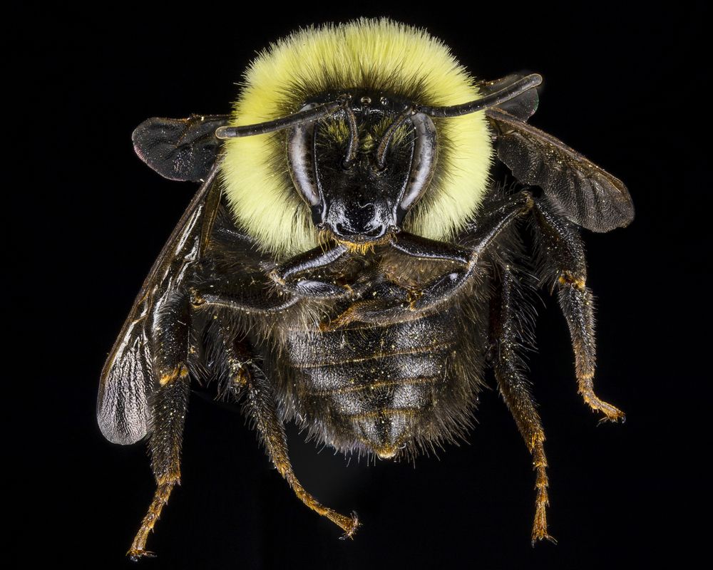 Common Eastern Bumble Bee
