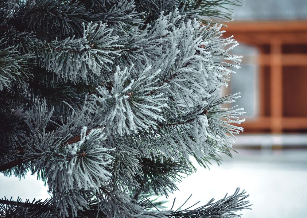 Фотография автора Ненашева Ирина