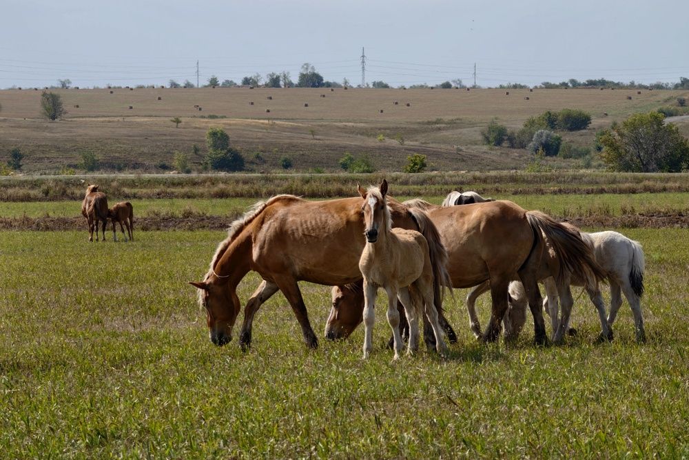 Photograph by Сергей Горбунов