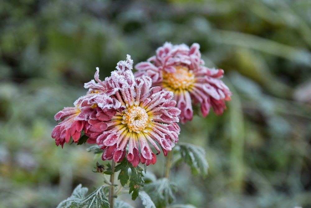 Photograph by Ирина Алексеева