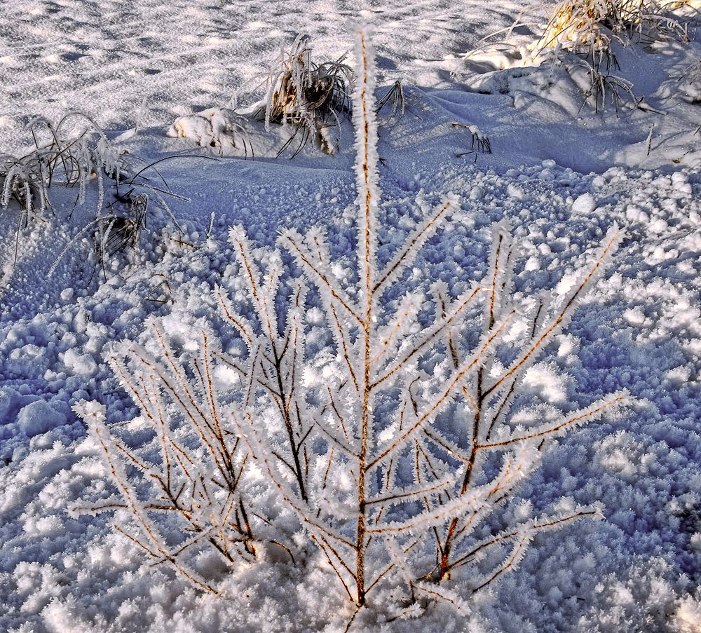 А так цветёт в декабре