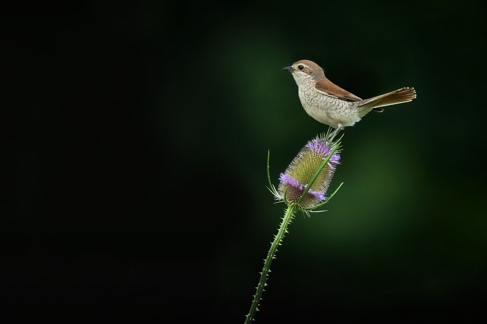 On a thistle