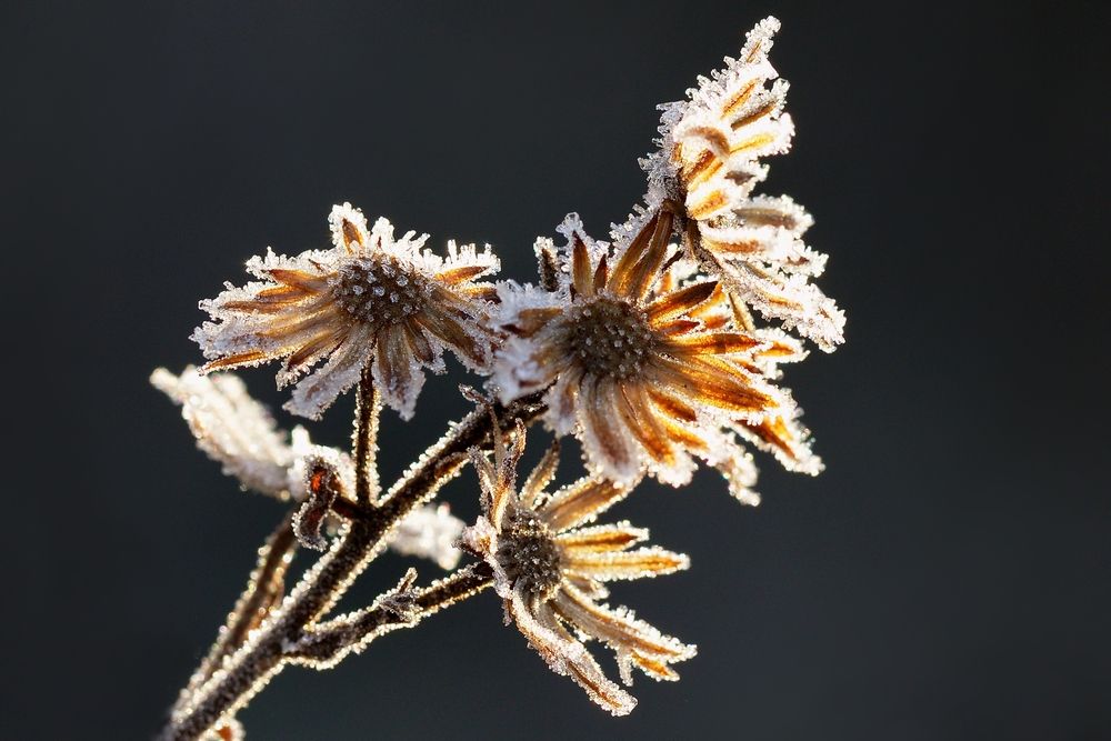 Фотография автора Илан Грабоис